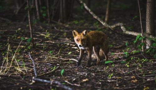 夏天的狐狸在线观看,在线重温经典动画  第3张